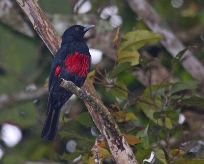 Pretty Crimson-bellied oriole