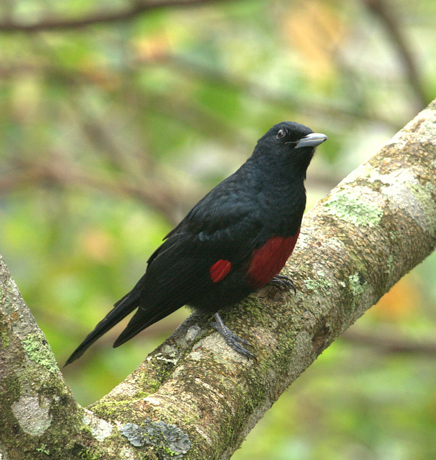 Pretty Crimson-bellied oriole