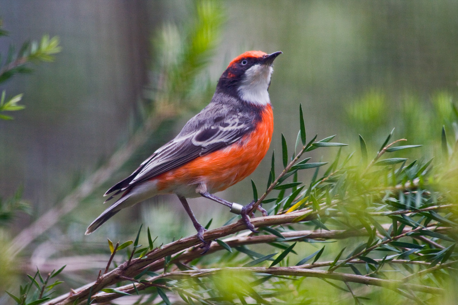 Crimson chat