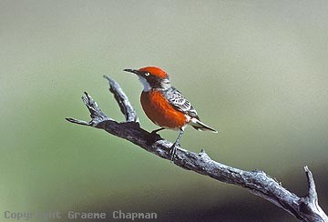 Pretty Crimson chat