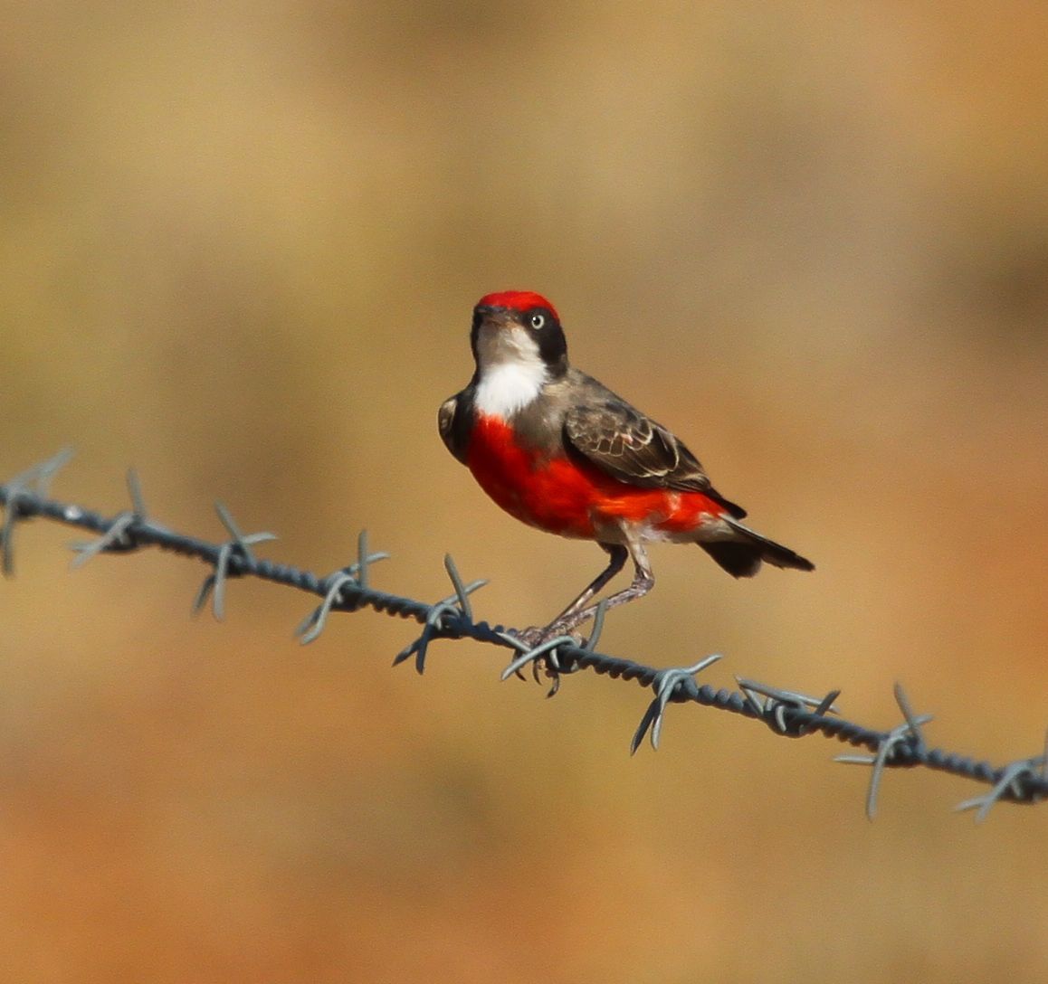 Pretty Crimson chat