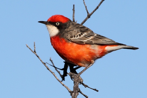 Pretty Crimson chat