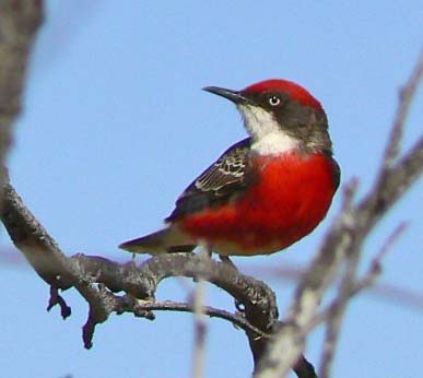 Pretty Crimson chat