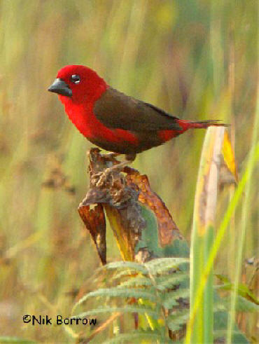 Pretty Crimson seedcracker