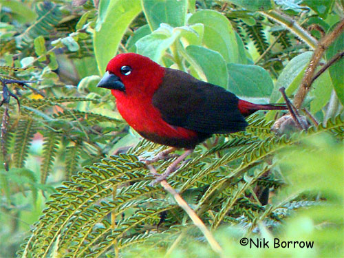 Pretty Crimson seedcracker