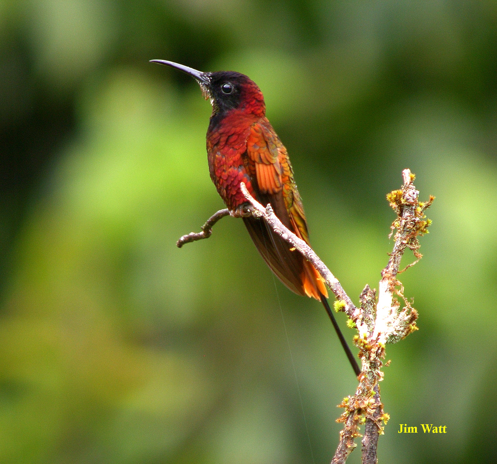 Pretty Crimson topaz