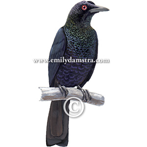 Pretty Crinkle-collared manucode
