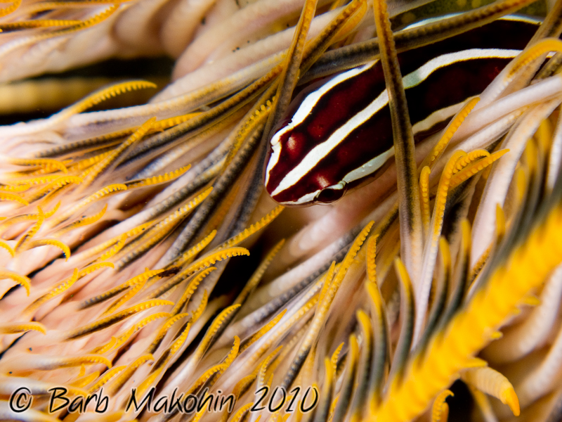 Crinoid clingfish