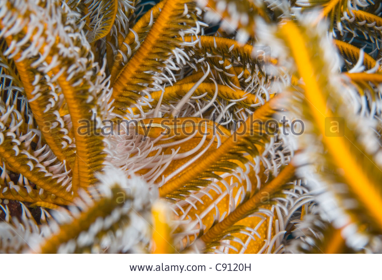 Pretty Crinoid clingfish