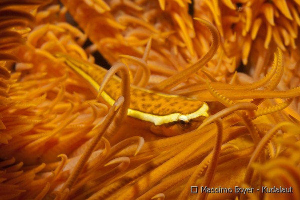 Pretty Crinoid clingfish