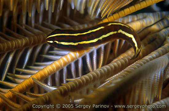 Pretty Crinoid clingfish
