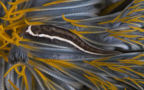 Pretty Crinoid clingfish