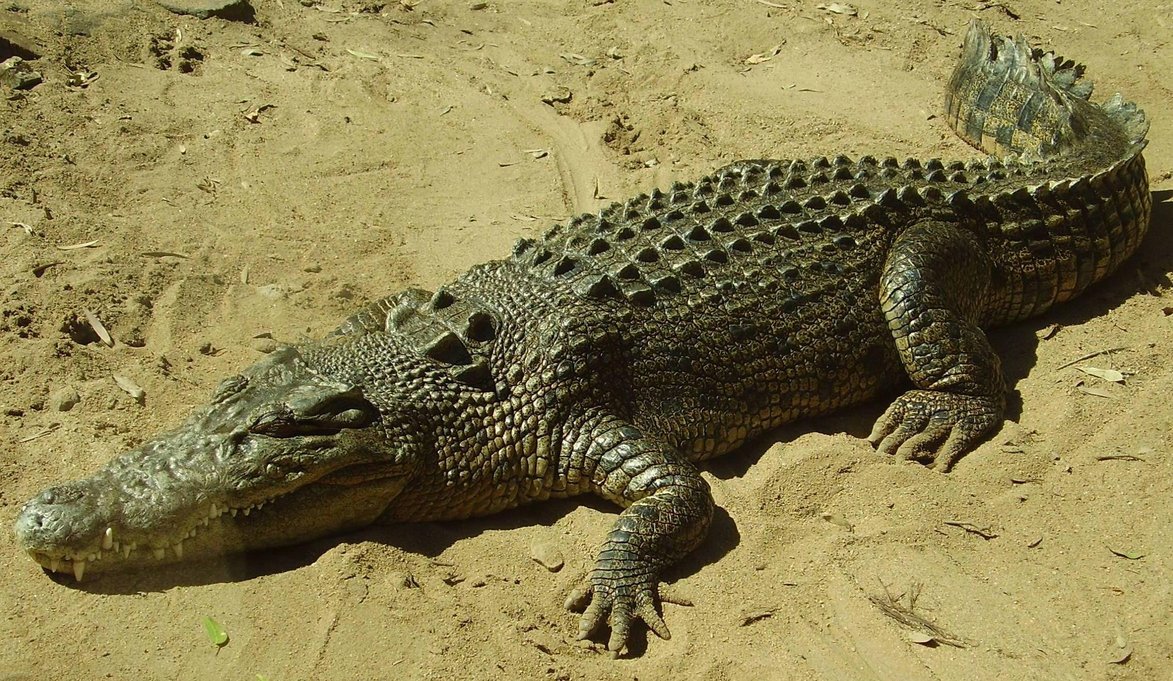 Cute Crocodile