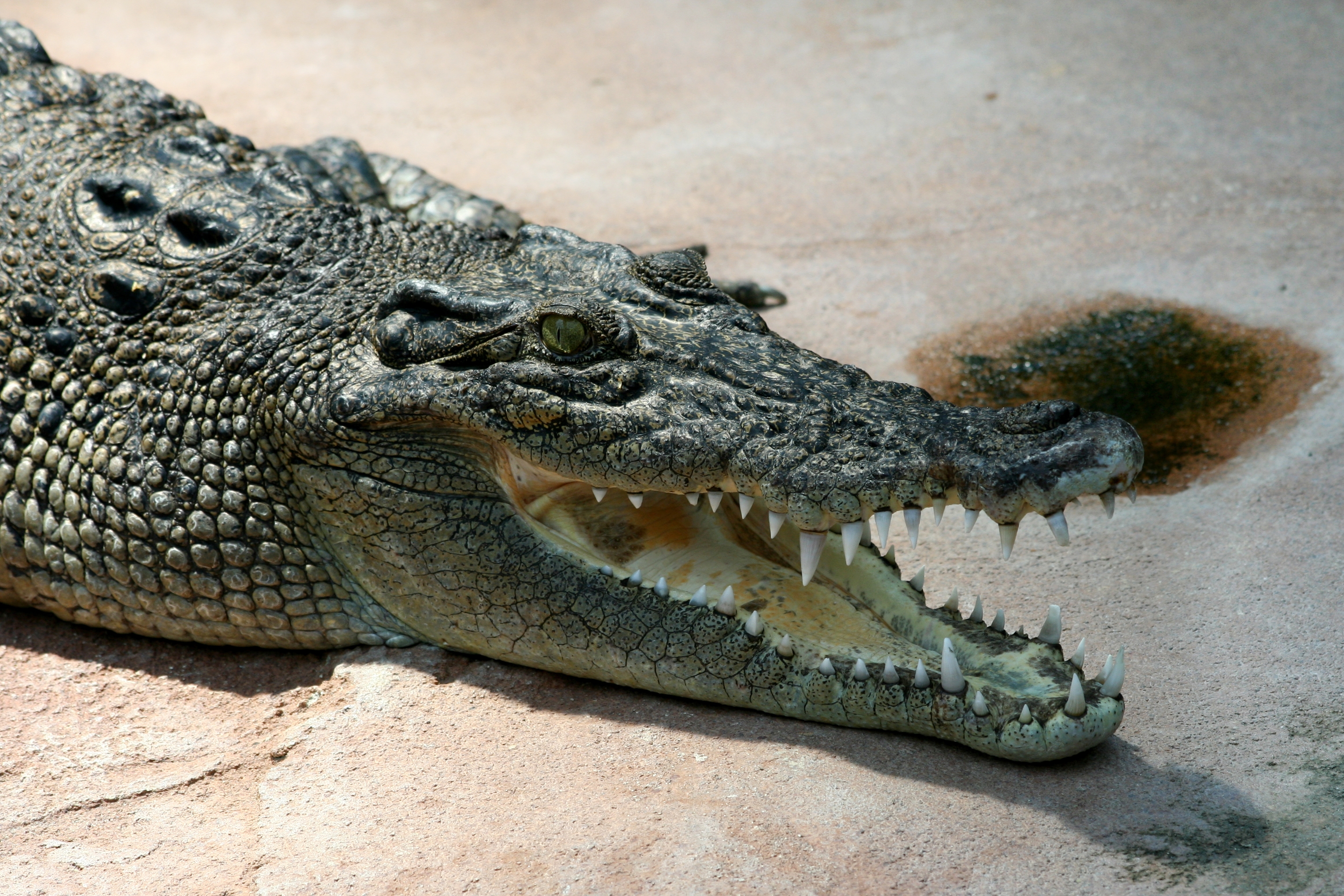 Photo Crocodile