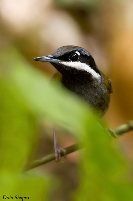 Crossley’s babbler