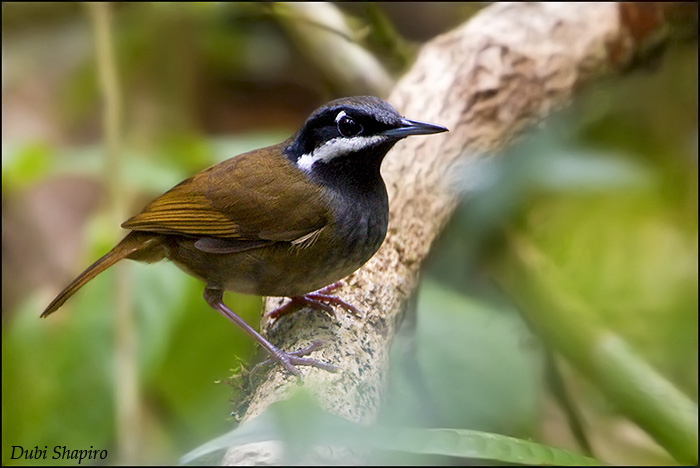 Pretty Crossley’s babbler