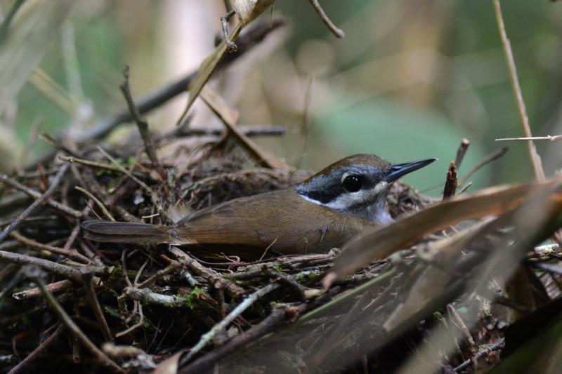 Pretty Crossley’s babbler