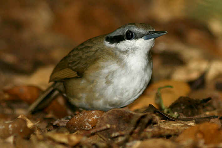 Pretty Crossley’s babbler