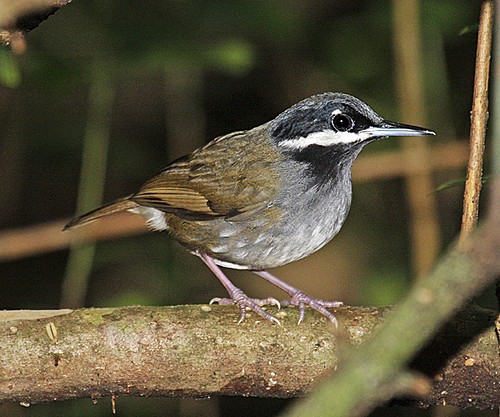 Pretty Crossley’s babbler