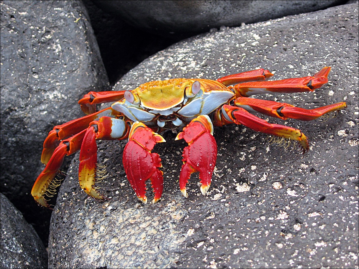 Crustaceans- Photo#02