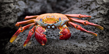 Crustaceans- Photo#03