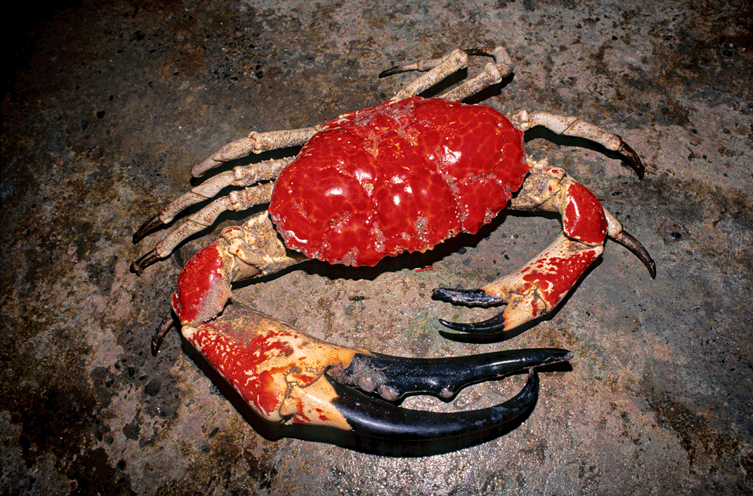 Crustaceans- Photo#04