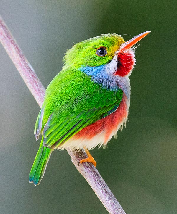 Cuban tody
