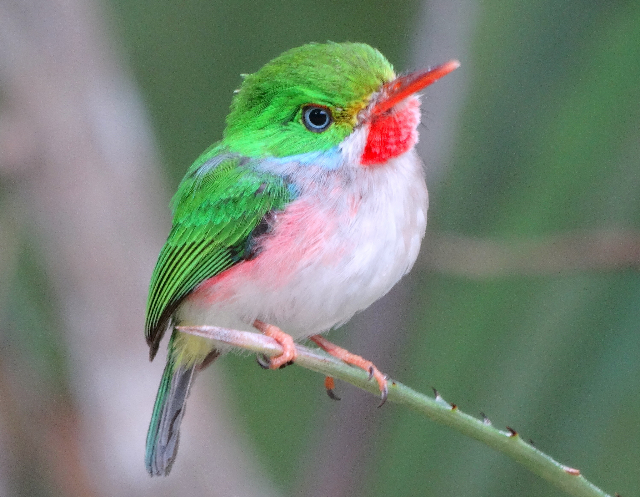 Pretty Cuban tody