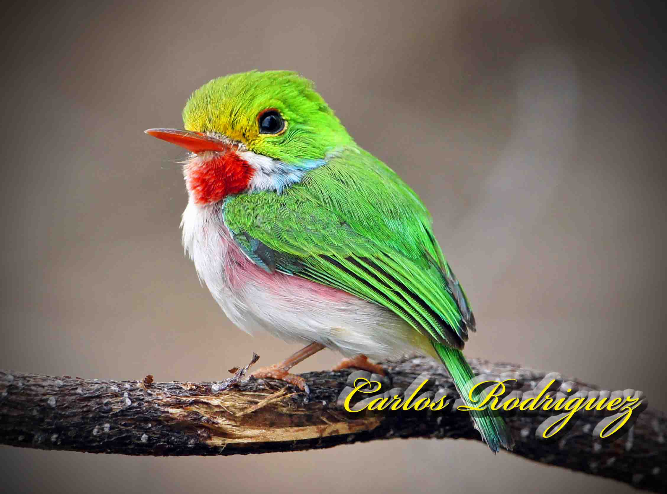 Pretty Cuban tody