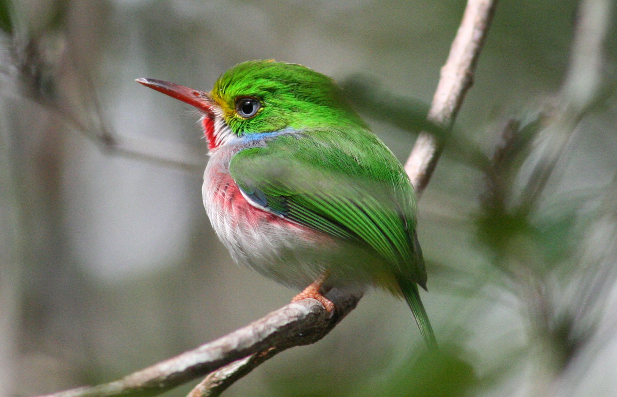 Pretty Cuban tody