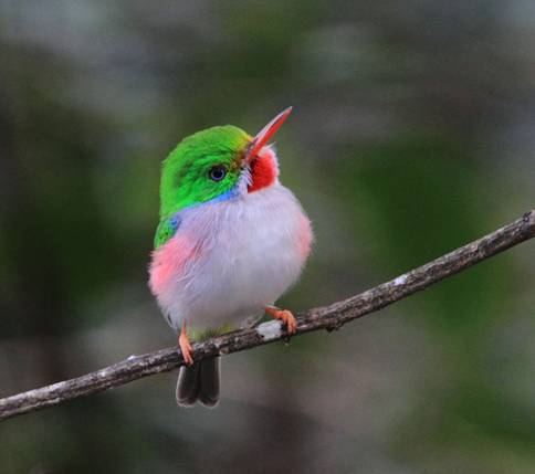 Pretty Cuban tody