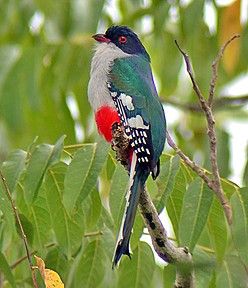 Pretty Cuban trogon