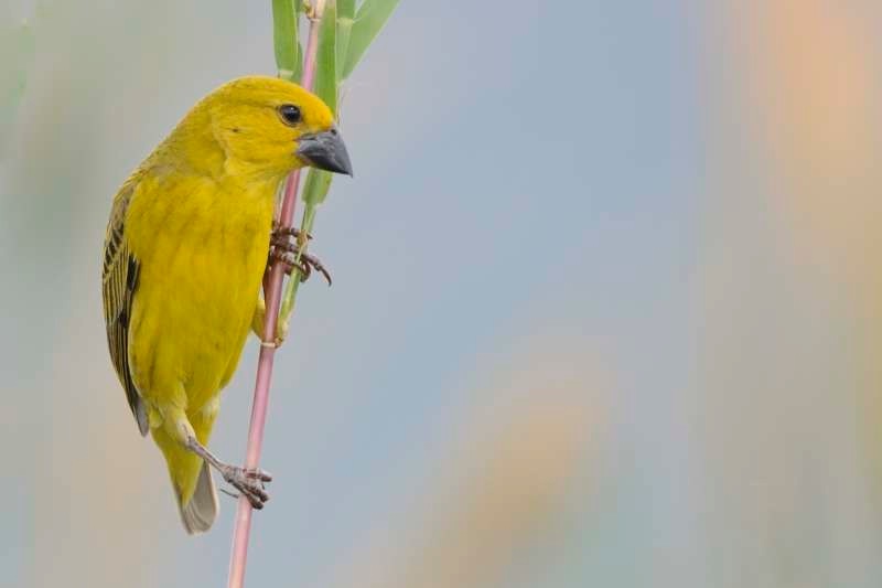 Cuckoo finch