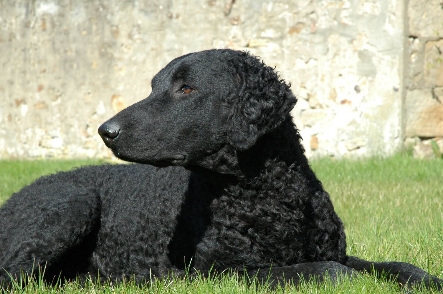 Pretty Curly-Coated Retriever - Dog Breed