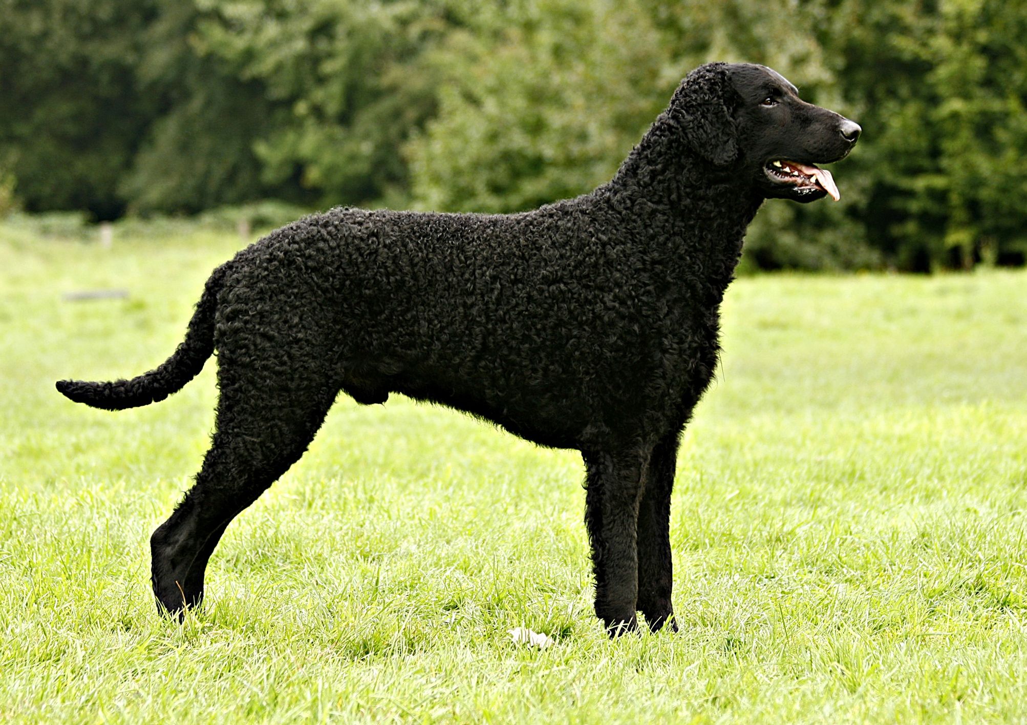 Cute Curly-Coated Retriever - Dog Breed