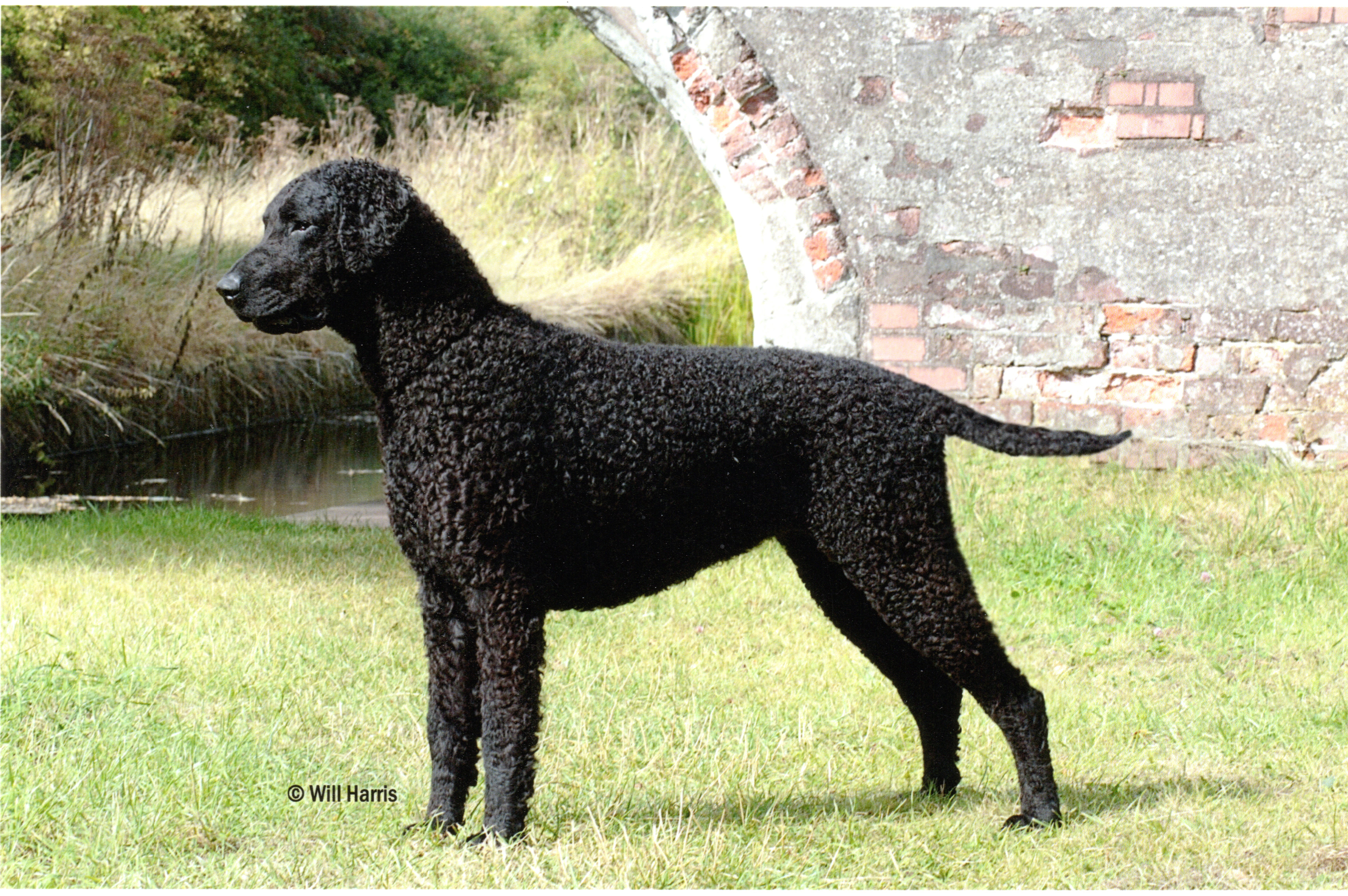 Photo Curly-Coated Retriever - Dog Breed