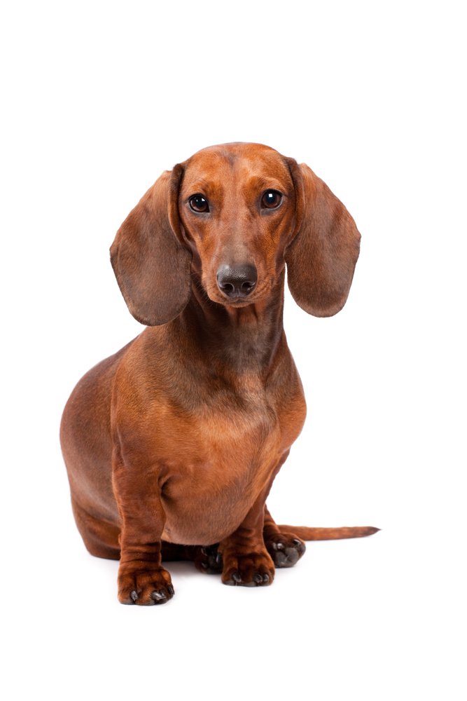Dachshund - Dog Breed