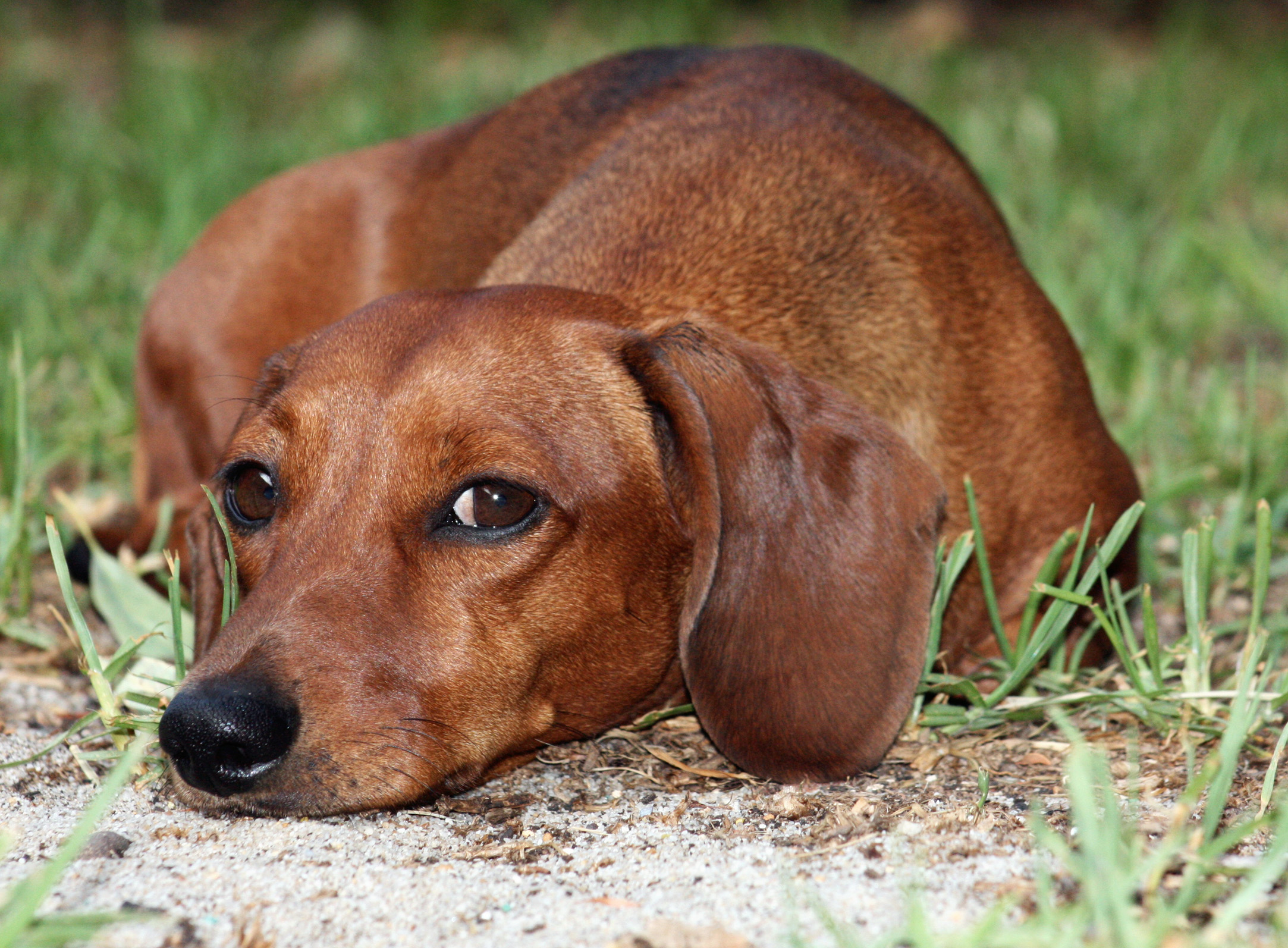 Photo Dachshund - Dog Breed