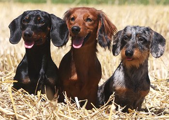 Dachshund - Dog Breed photo 