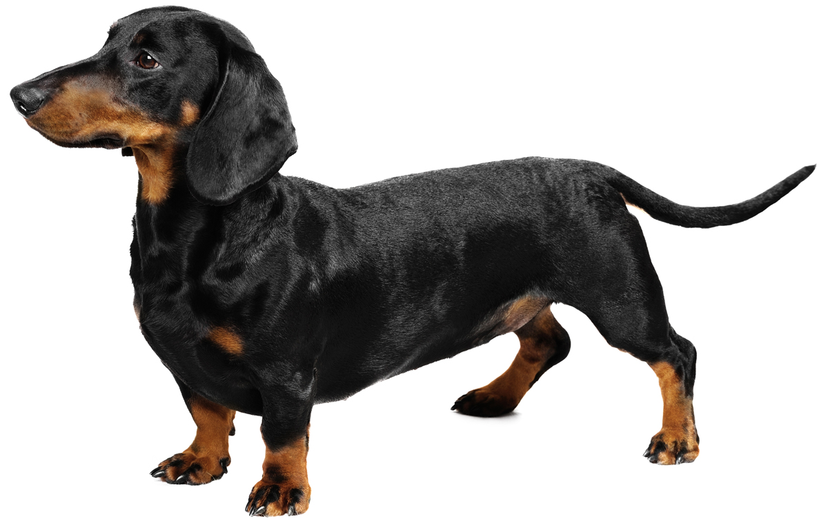 Dachshund - Dog Breed wallpaper