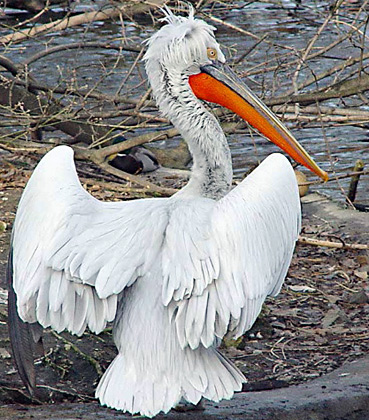 Pretty Dalmatian pelican