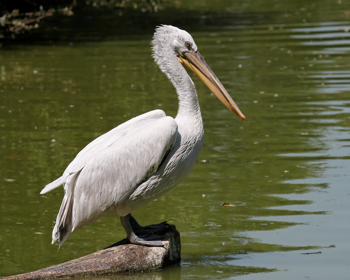 Pretty Dalmatian pelican