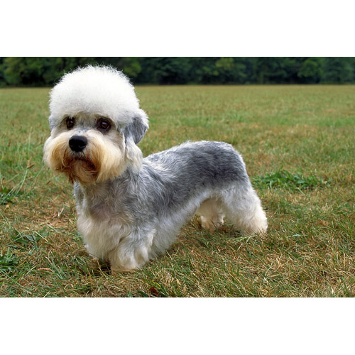Nice Dandie Dinmont Terrier - Dog Breed