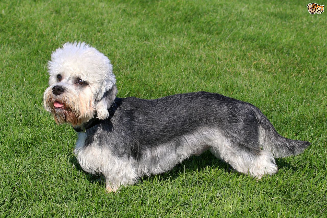 Wallpaper Dandie Dinmont Terrier - Dog Breed