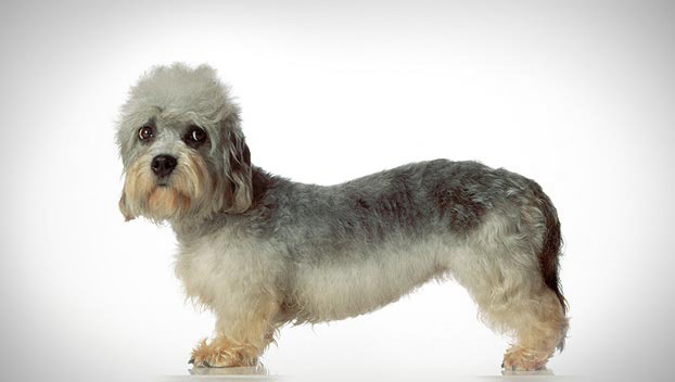 Photo Dandie Dinmont Terrier - Dog Breed