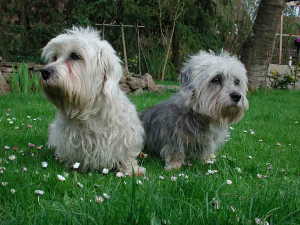 Dandie Dinmont Terrier - Dog Breed wallpaper