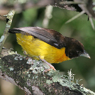 Pretty Dark-backed weaver