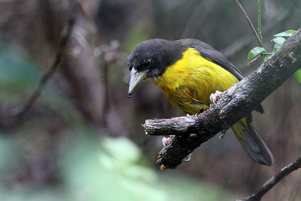 Pretty Dark-backed weaver