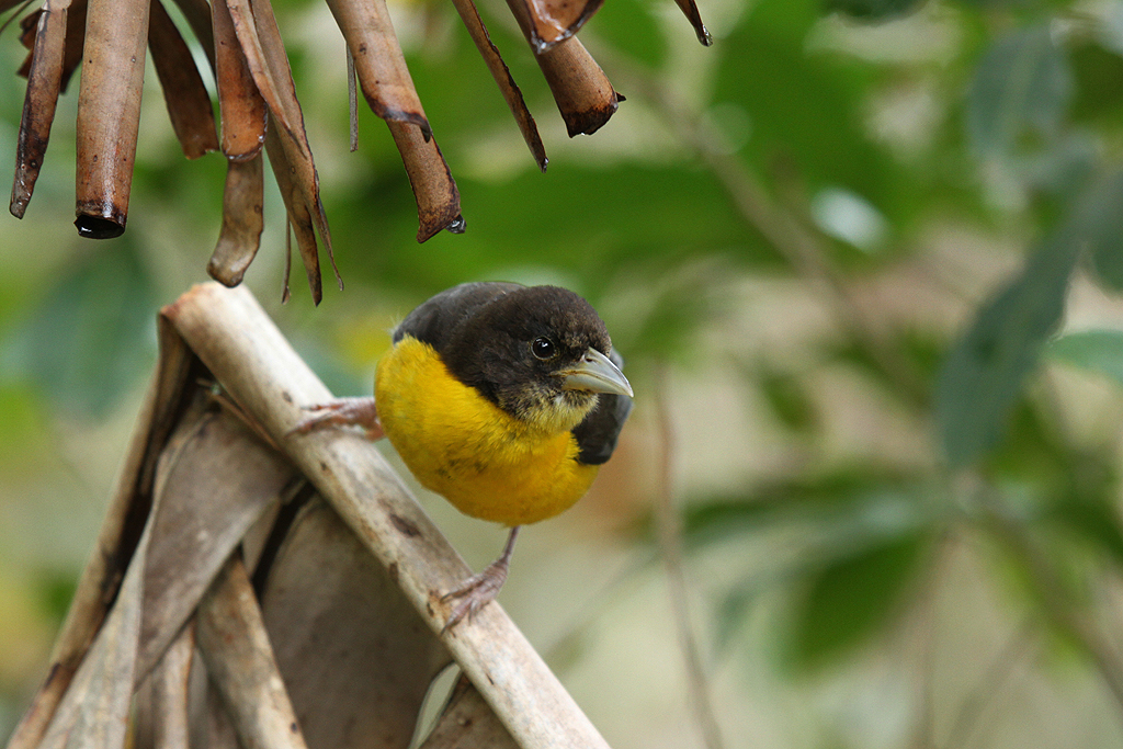 Pretty Dark-backed weaver