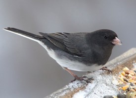 Dark-eyed junco